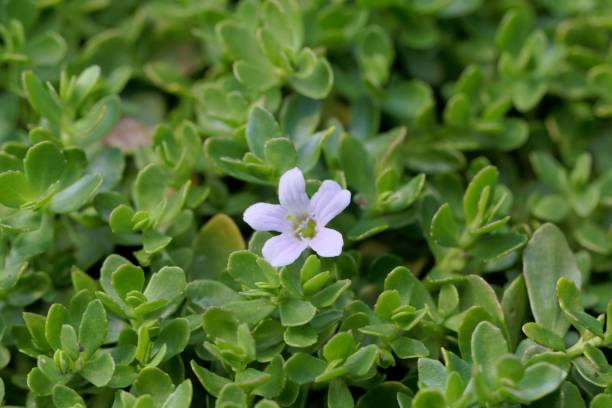 BACOPA MONNIERI